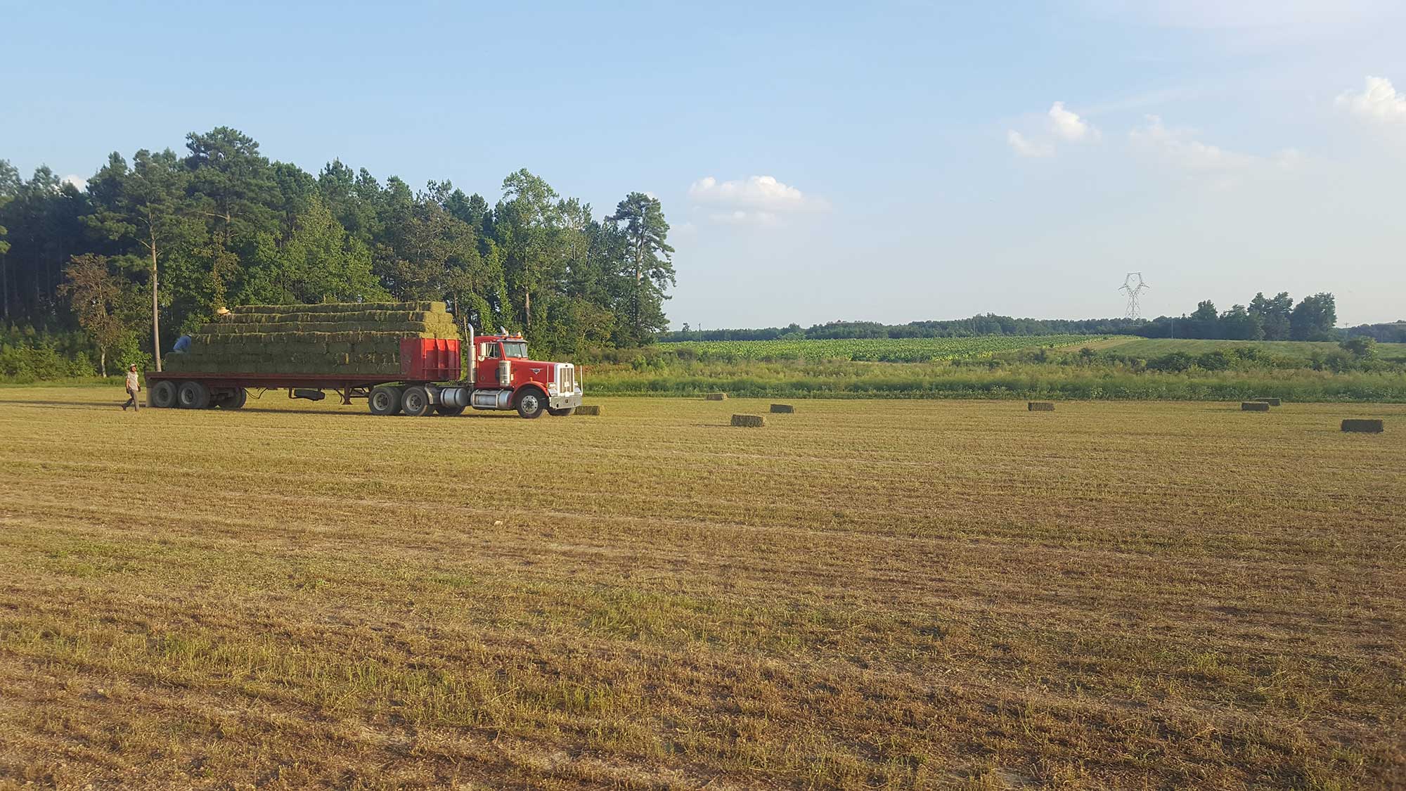 Organic alfalfa field at Old Dominion Organic Farms