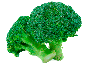 Fresh organic broccoli growing in the field