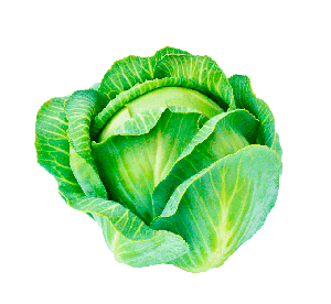 Organic cabbage heads in the field