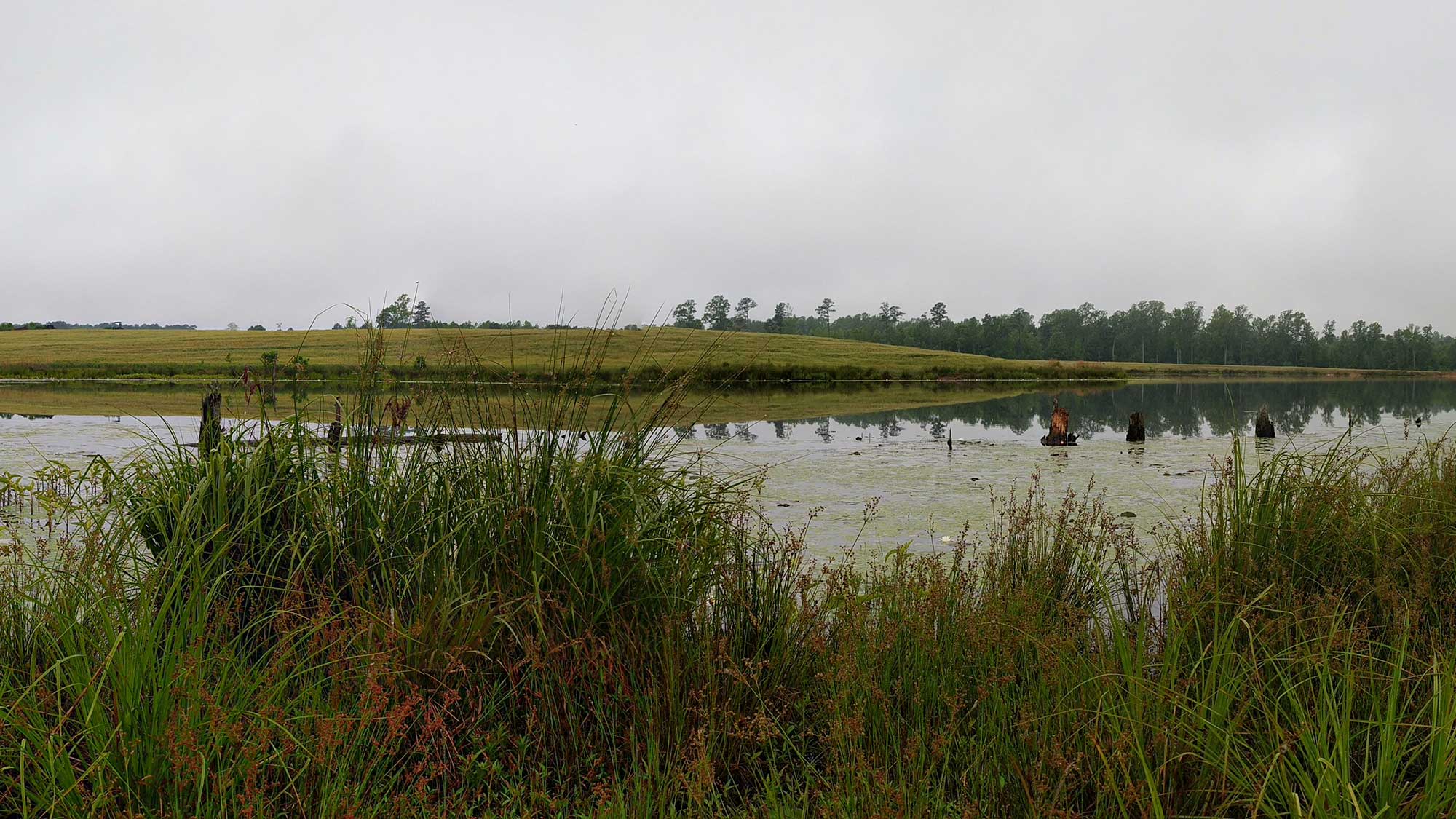 Wetlands and natural habitat at Old Dominion Organic Farms