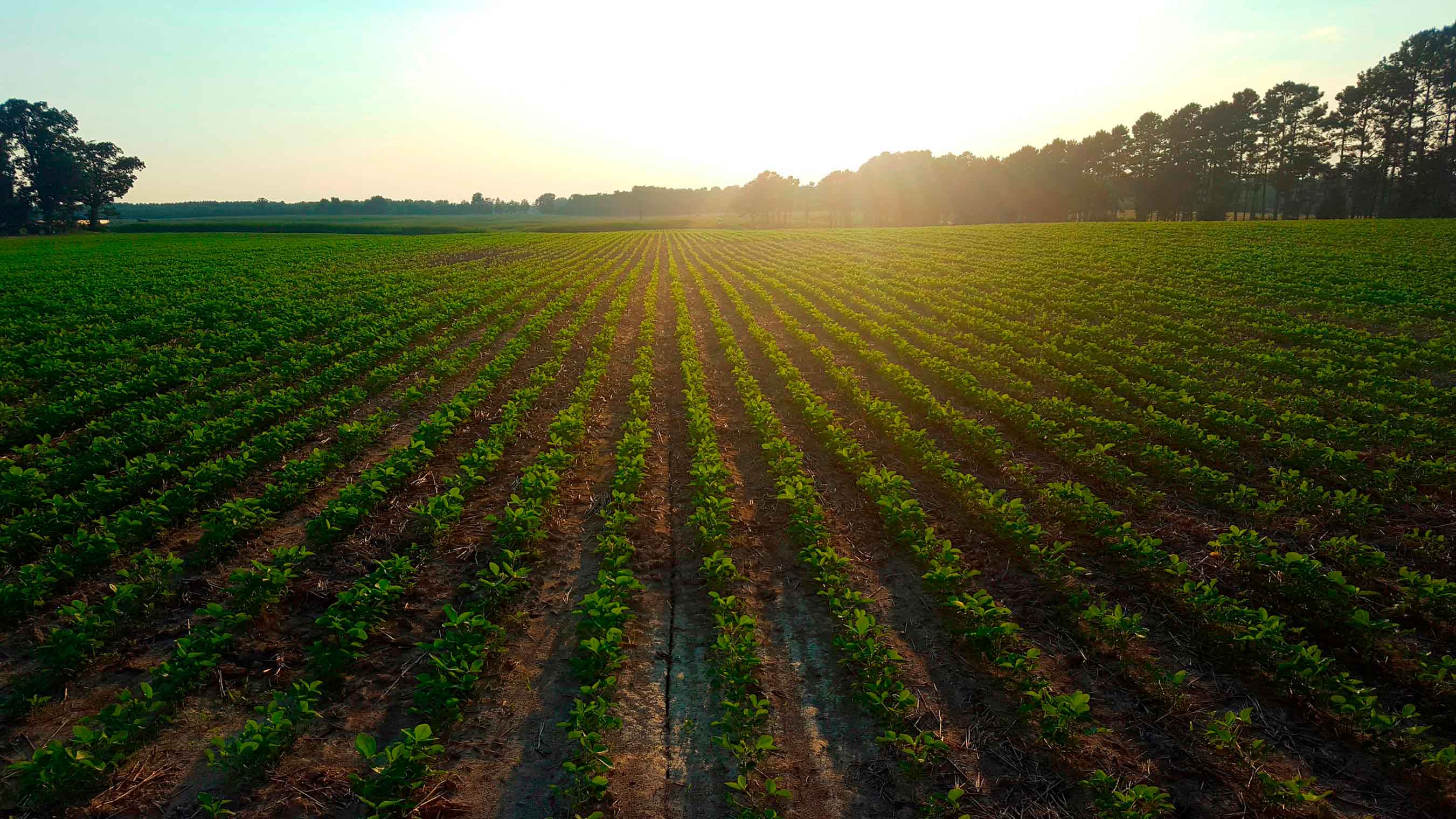 Aerial view of Old Dominion Organic Farms fields