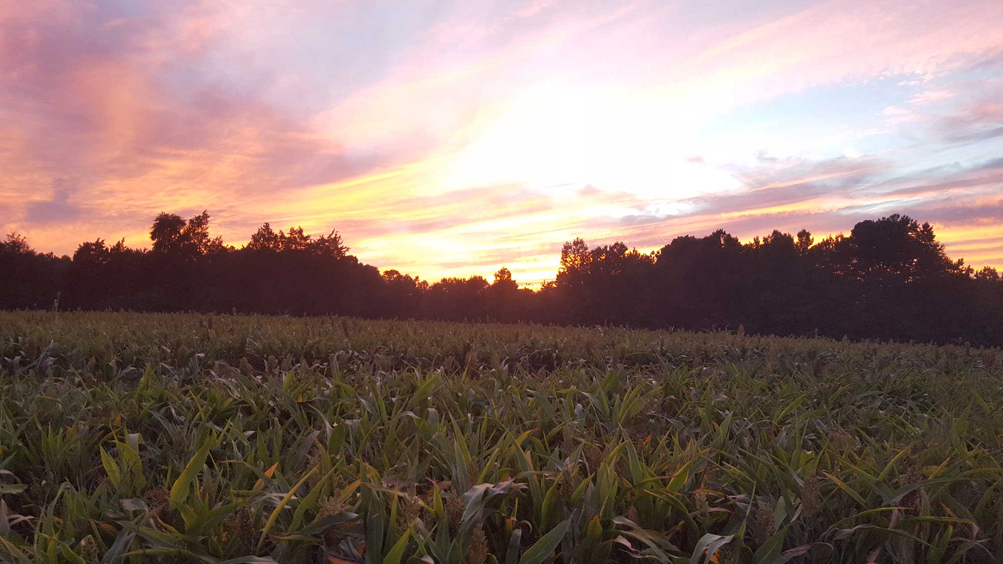 Historic aerial view of Old Dominion Organic Farms