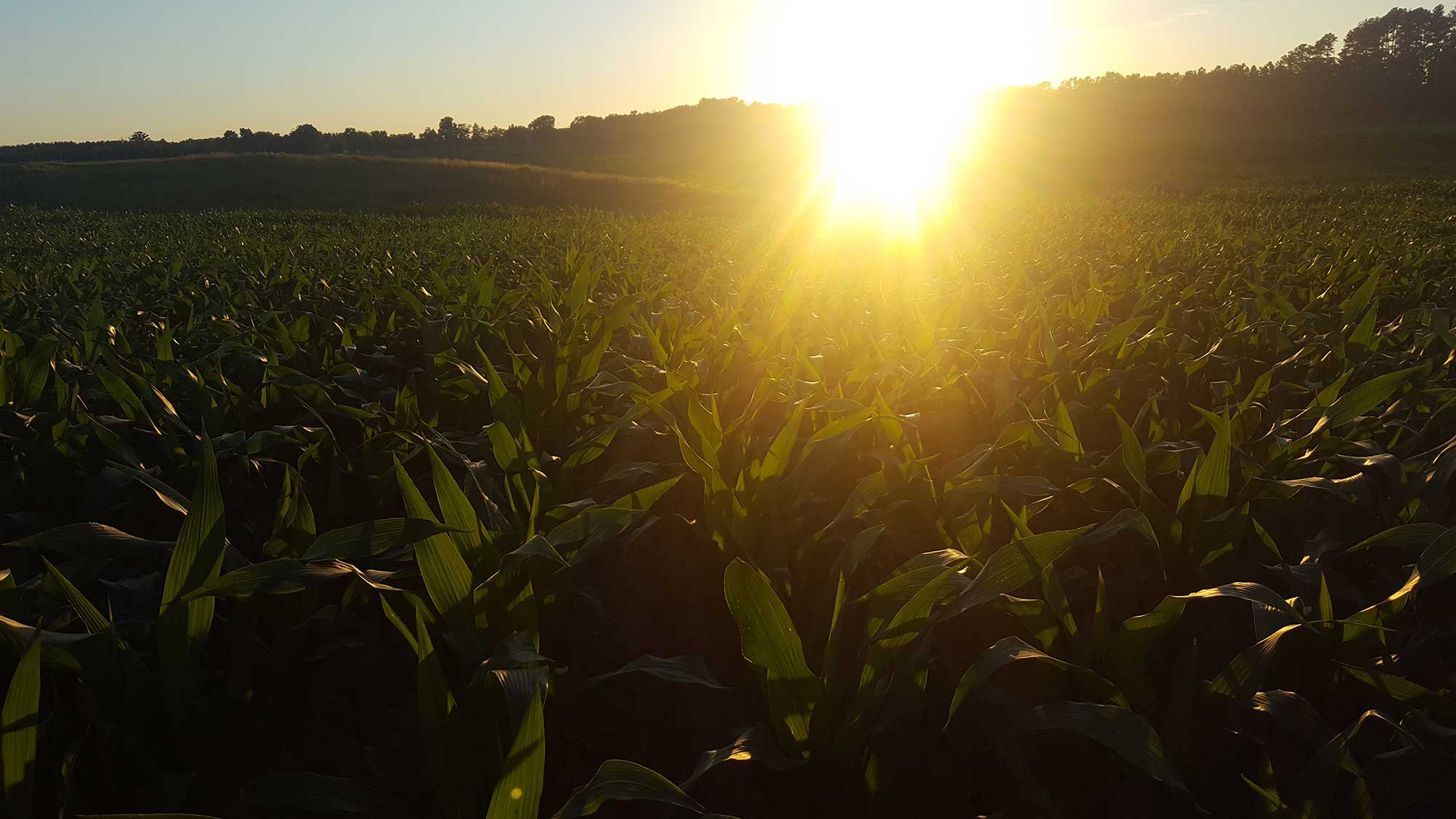 View of organic farm fields at Old Dominion Organic Farms