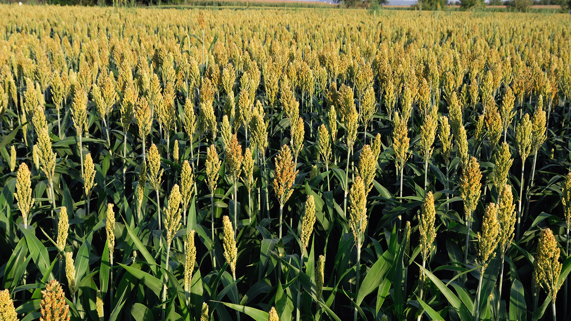 Organic sorghum in the field