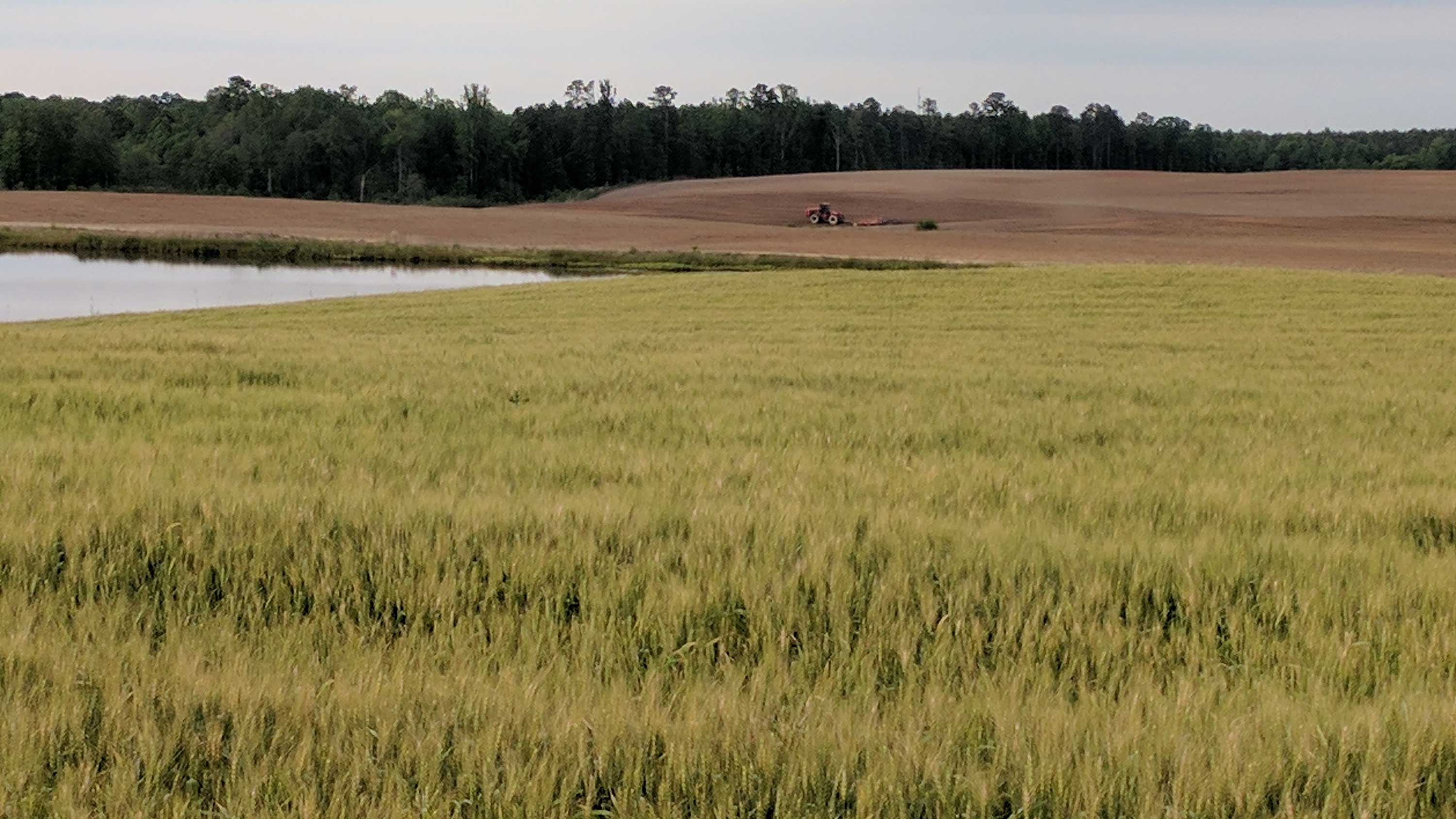Organic wheat field at harvest